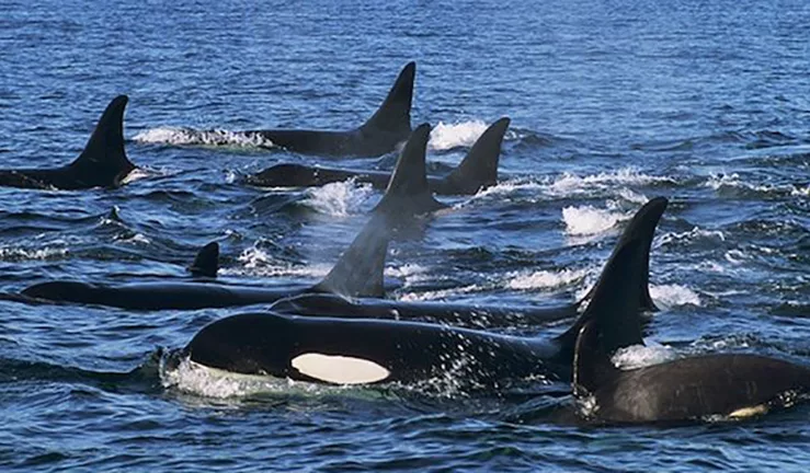 orcas in the wild